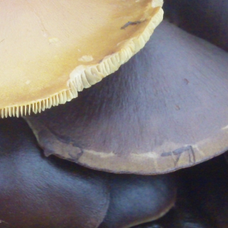 Fungus
