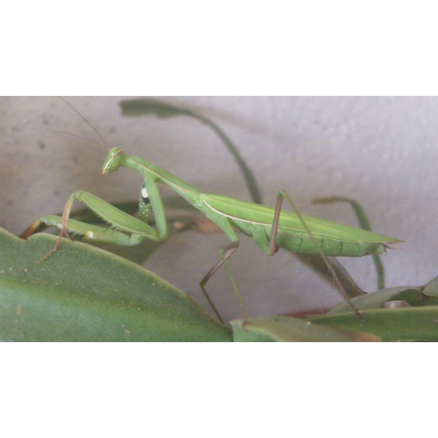 Mantidae