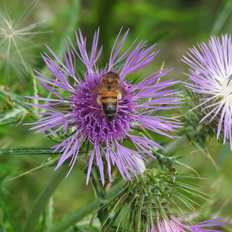 Hymenoptera