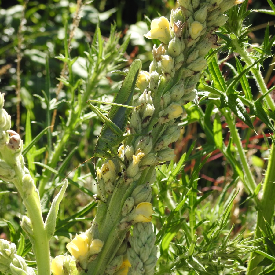 Orthoptera