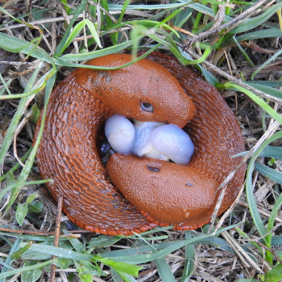 Gastropod