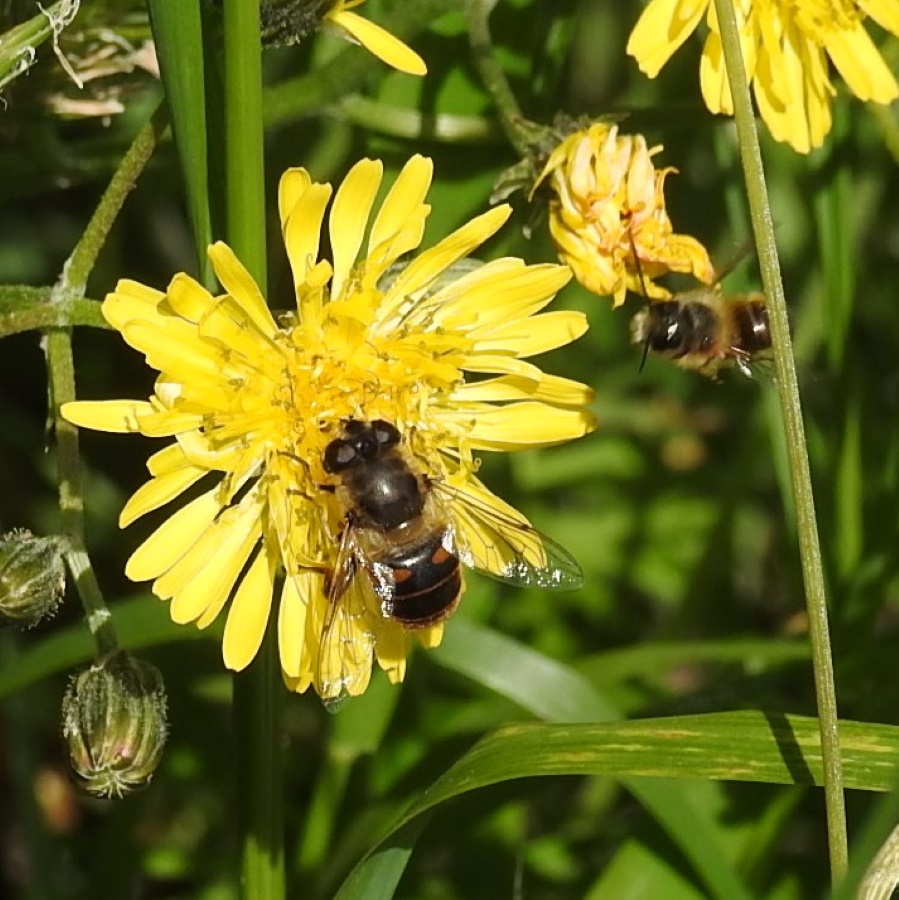 Diptera