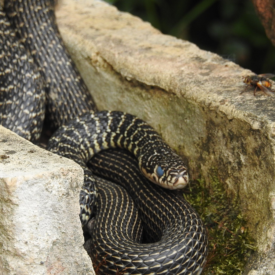 Reptiles And Amphibians