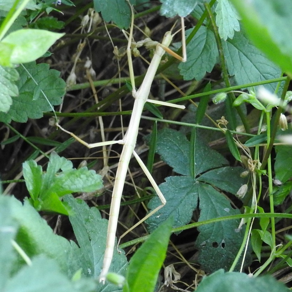 Phasmatodea
