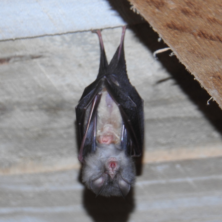 Bats And Birds