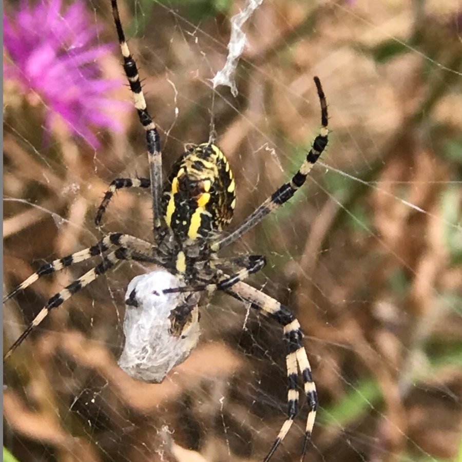 Araneae