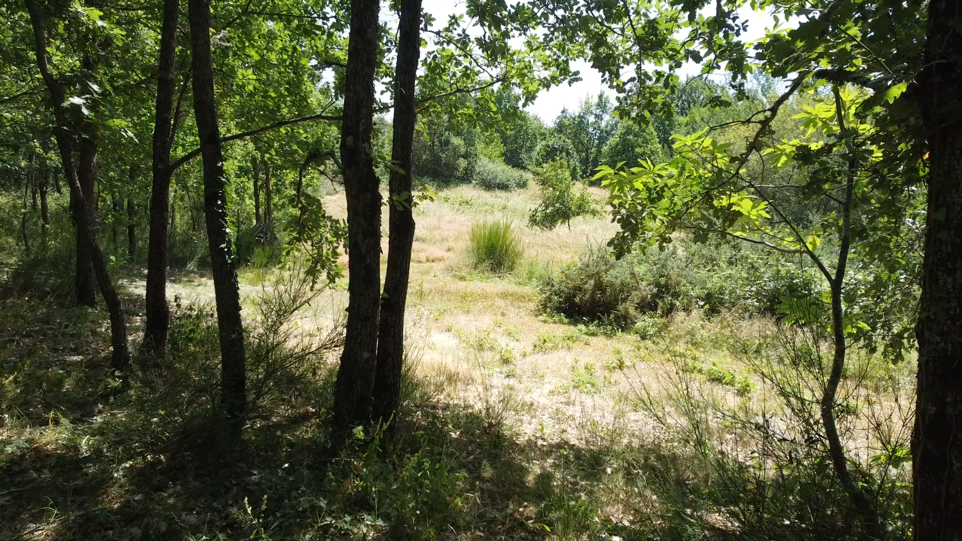 Exiting the woods into a clearing.